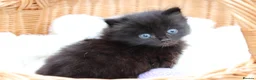 Mixed Breed cats for sale: Adorable Kittens - Advert 13