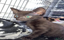 Mixed Breed cats for sale: Mother and daughter  - Image 4