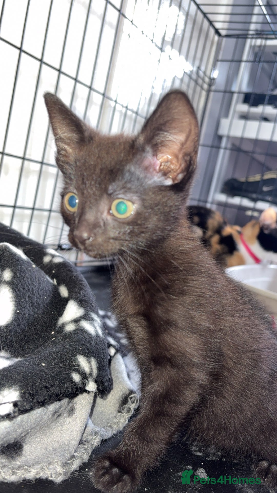 Mixed Breed cats for sale: Mother and daughter  - Image 4