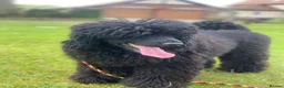 Miniature Poodle dogs for stud: Rich Black Mini Poodle Stud!  - Advert 3