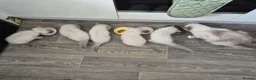 Ragdoll cats for sale: Ragdoll Kittens in Waterlooville - Advert 8