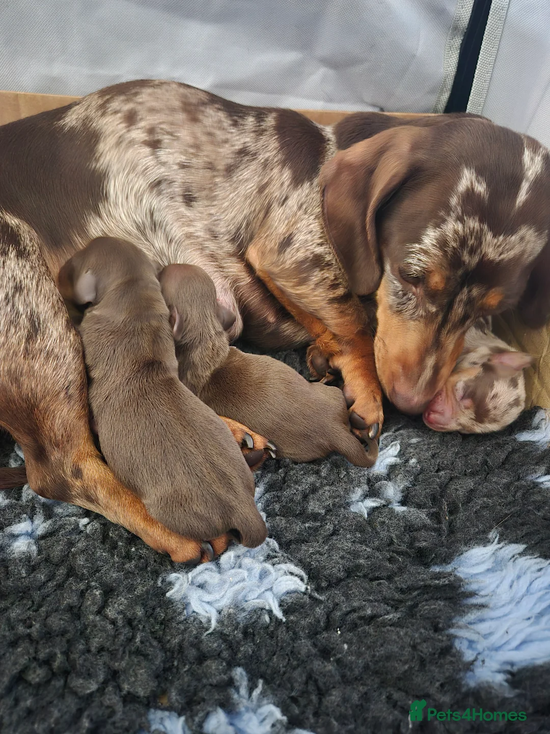 Dachshund dogs for sale: Miniature dauchound puppies  - Advert 2