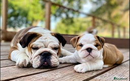 English Bulldog dogs for sale: Beautiful Pure breed English Bulldog Pups - Image 14