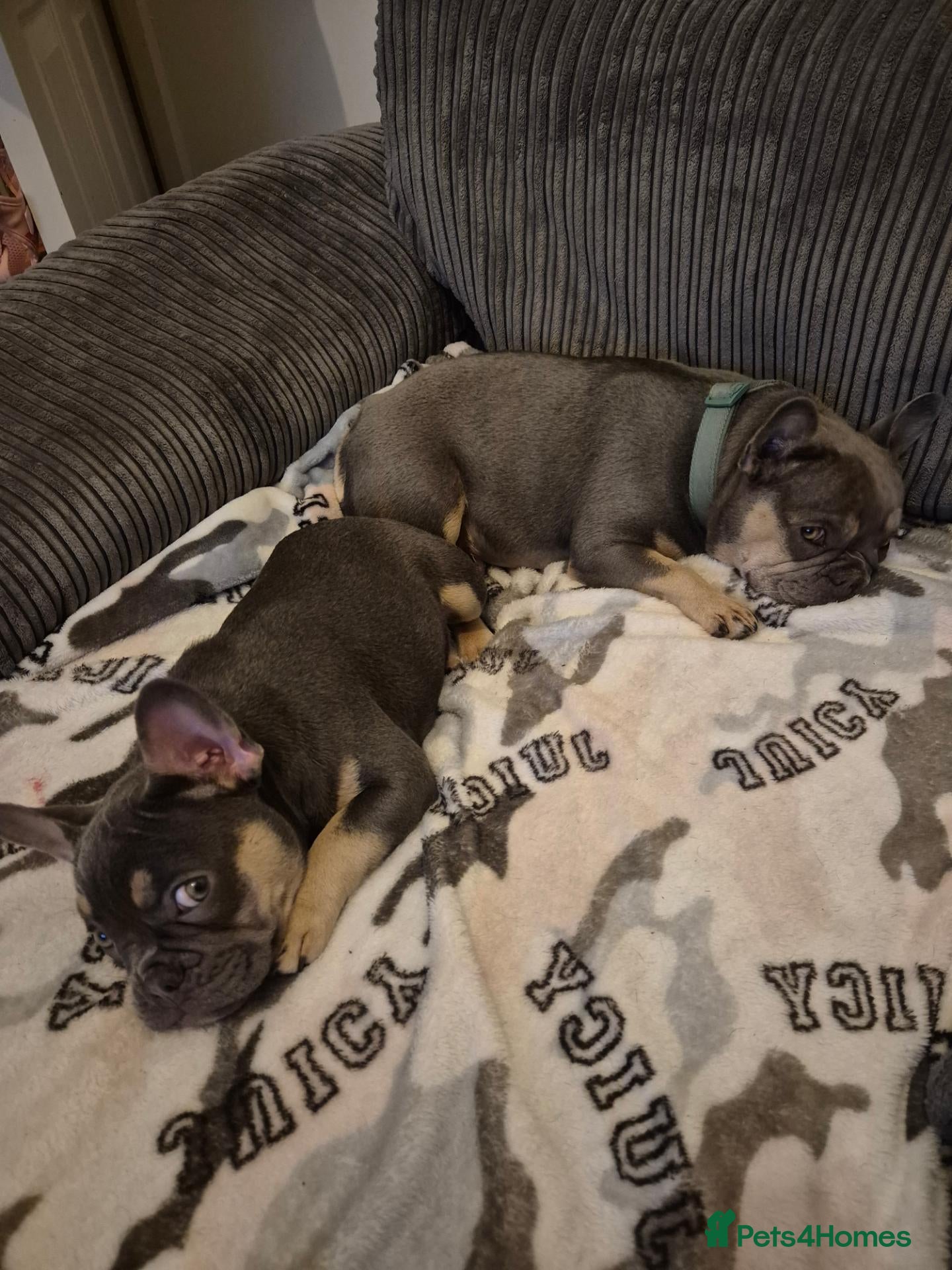 French Bulldog dogs French bulldog female ready leave - Advert 5