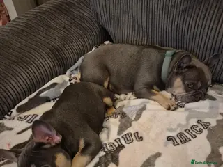 French Bulldog dogs French bulldog female ready leave - Advert 5