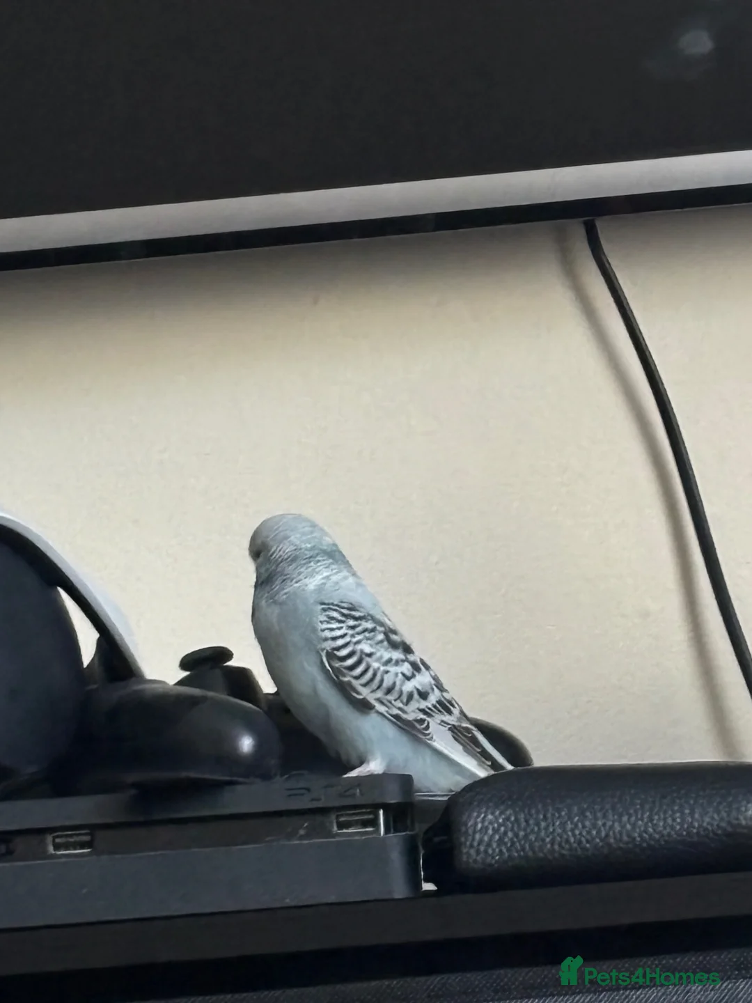 Budgerigars birds for sale: Budgie for adoption in Rochester - Advert 2