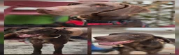 German Shorthaired Pointer dogs for adoption: Ferran - Beautiful goofy boy  - Advert 2