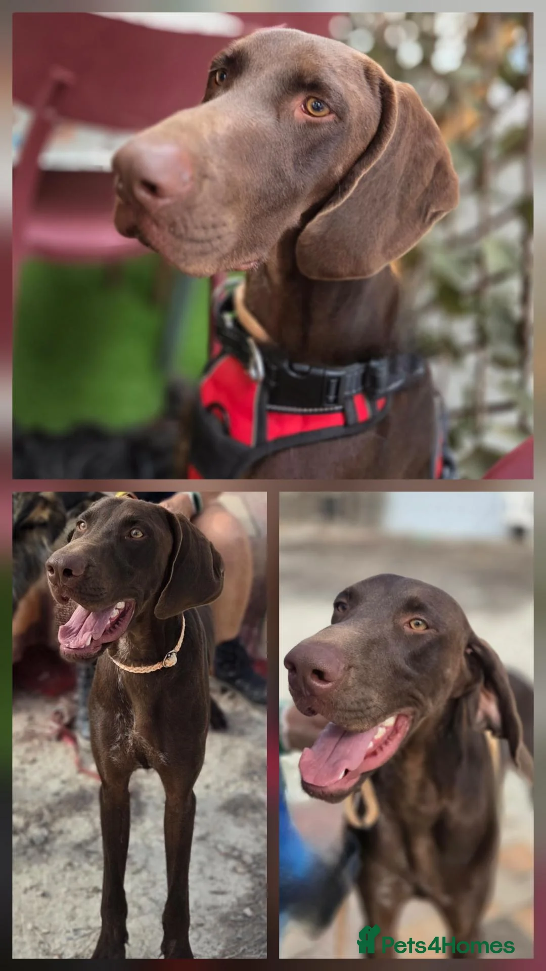 German Shorthaired Pointer dogs for adoption: Ferran - Beautiful goofy boy  - Advert 2