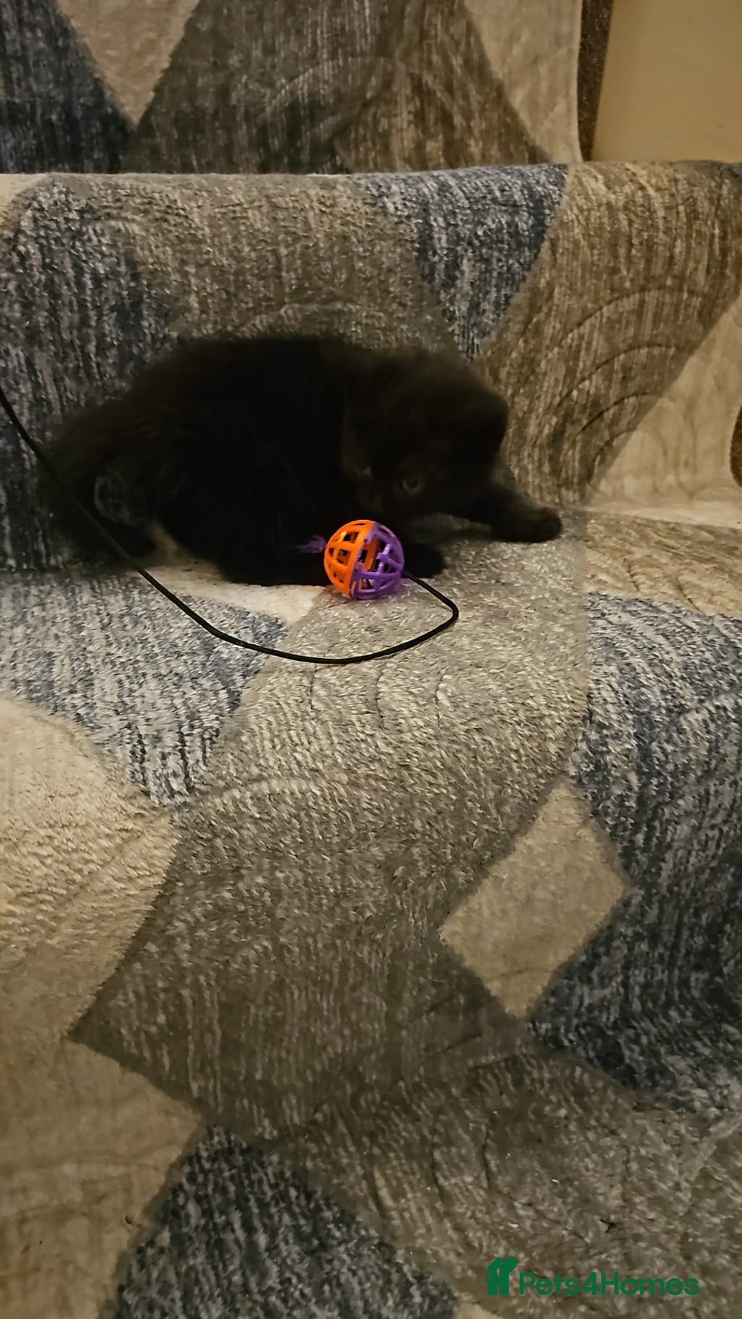 Bombay cats for sale: 2 lovely kitten left 😍 💙  - Image 12