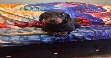 Miniature Dachshund dogs - Advert 5