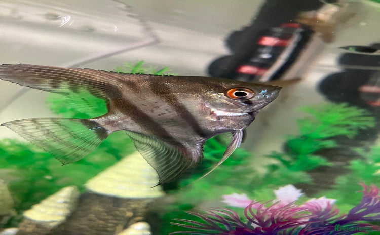 Angelfish fish - Advert 1