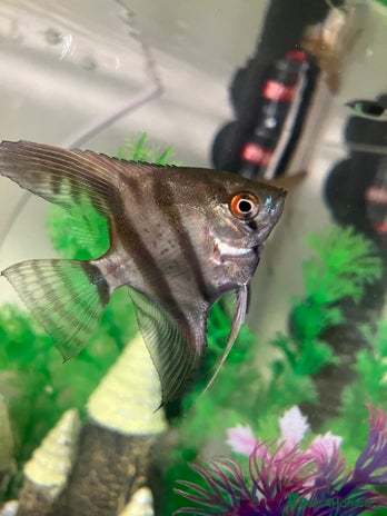 Angelfish fish - Advert 3