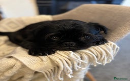 Jug dogs for sale: 2 small dogs for adoption - Image 8