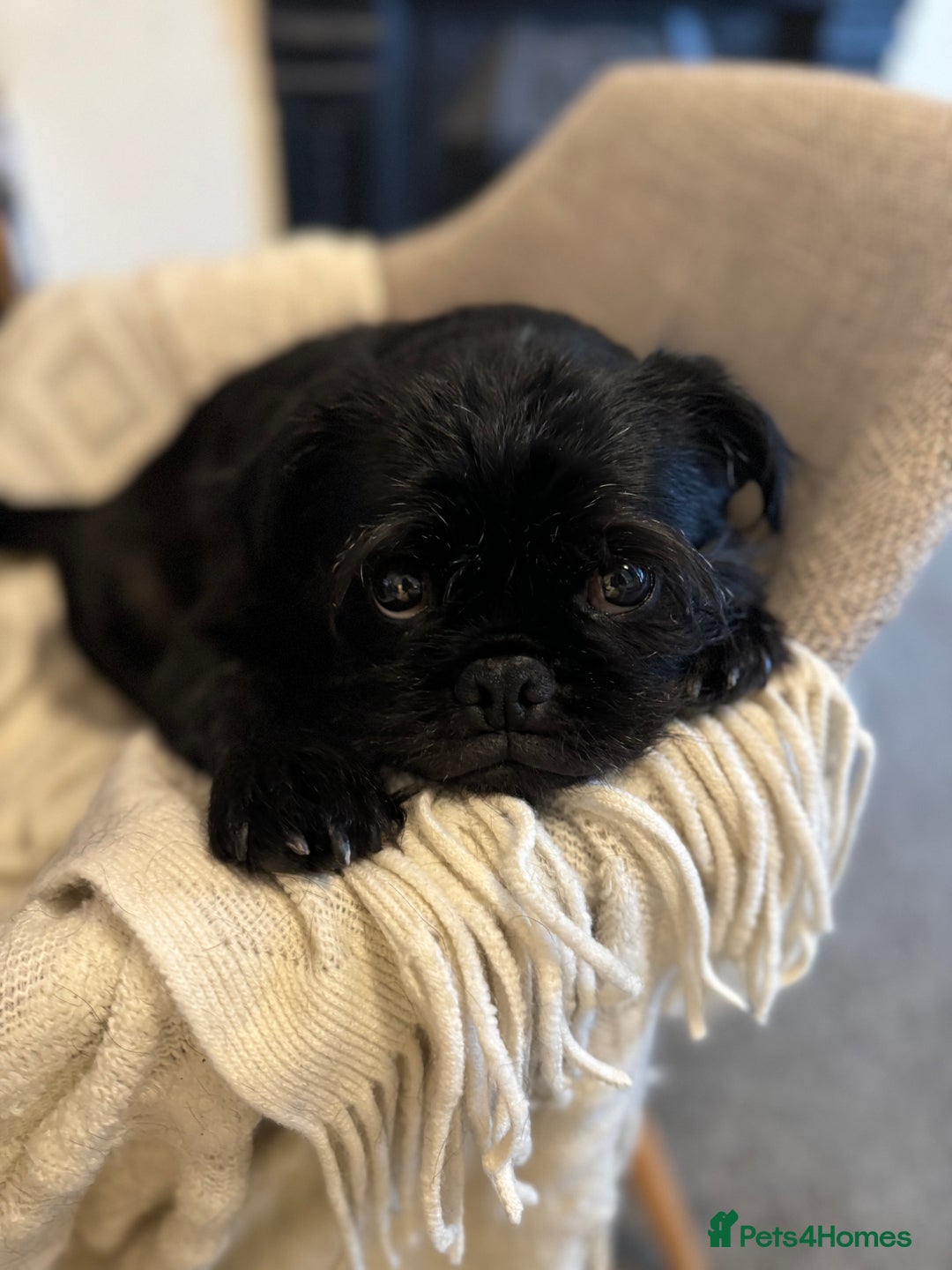 Jug dogs for sale: 2 small dogs for adoption - Image 8