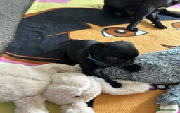 Pug dogs for sale: KCreg pug puppies for sale. - Image 23