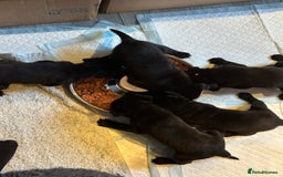 Mixed Breed dogs for sale: Rottweiler cross Labrador *READY TO VIEW* in Oxted - Image 29