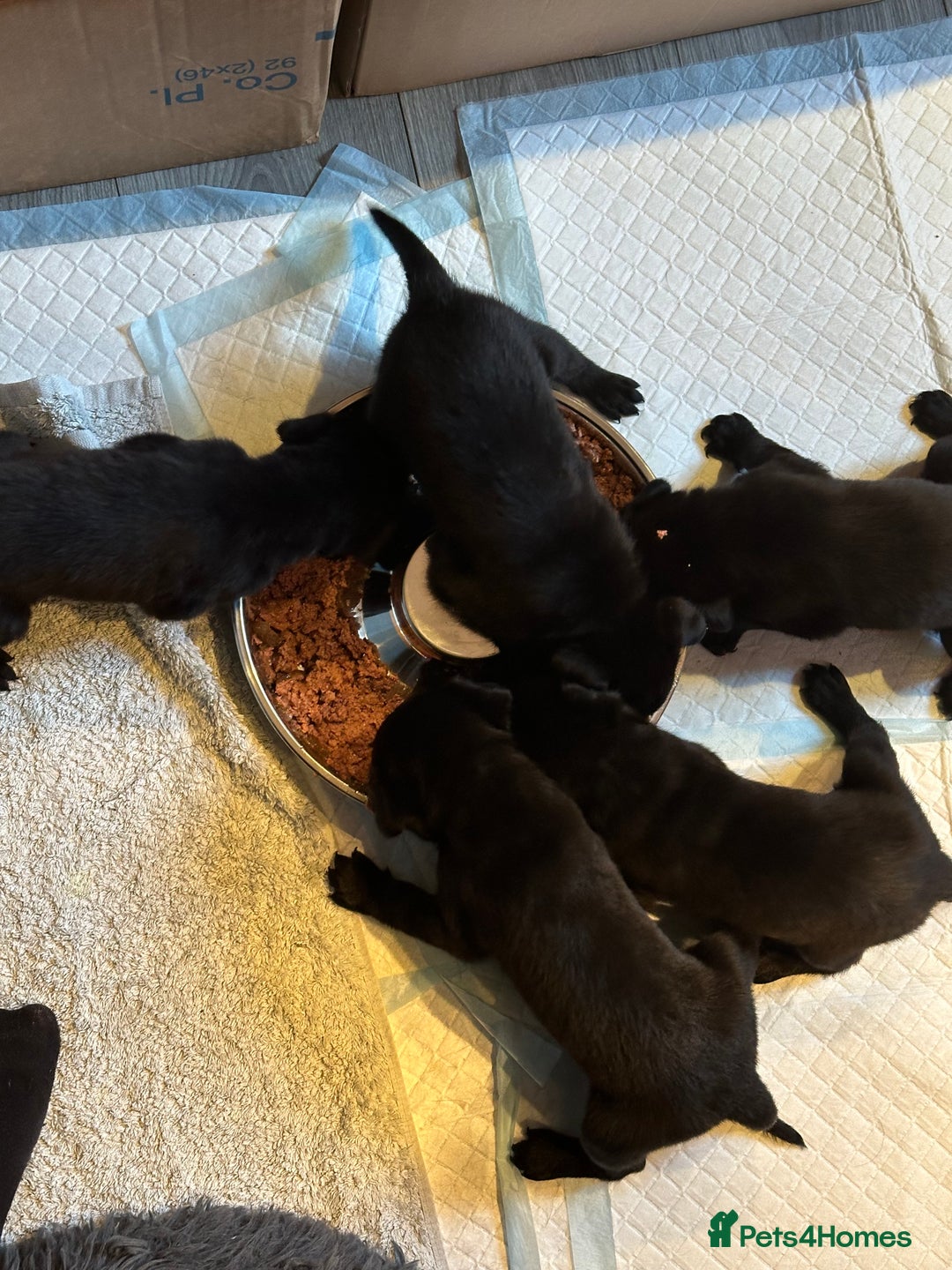 Mixed Breed dogs for sale: Rottweiler cross Labrador *READY TO VIEW* in Oxted - Image 29