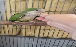 Parrots birds for sale: Quaker parrot  - Image 1