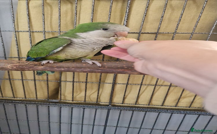 Parrots birds - Advert 3