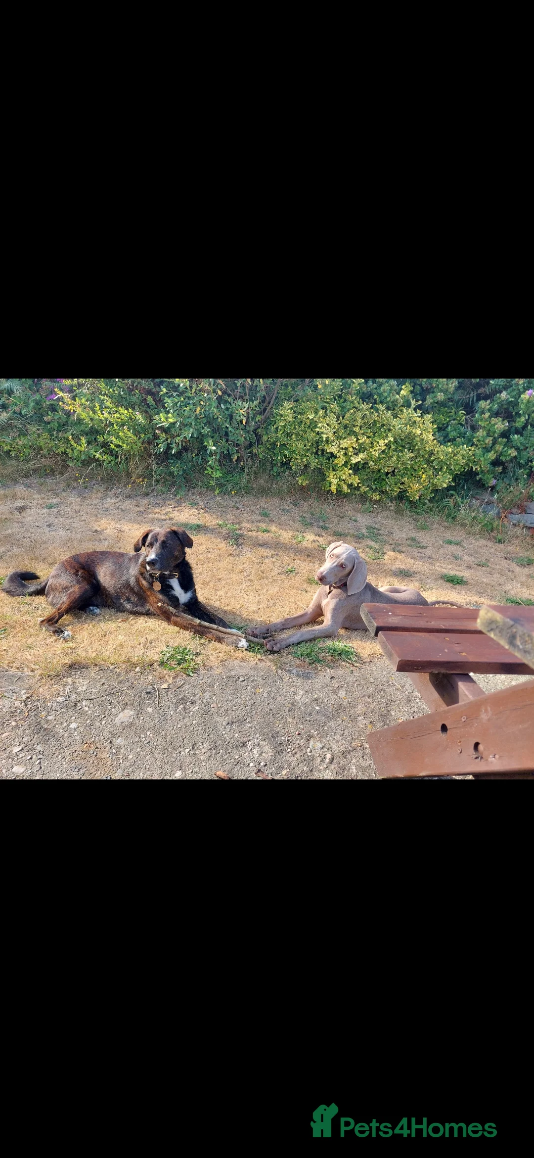 Weimaraner dogs for sale: Weimaraner KC Reg GUNALT CHAMPION BLOODLINE  - Advert 20