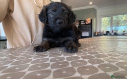 Mixed Breed dogs for sale: Goldendoodle x Blue Sable German Shepard puppies - Advert 18