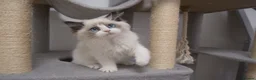 Ragdoll cats for sale: Champion Chunky Ragdoll Kittens-Famous R Bloodline - Advert 14