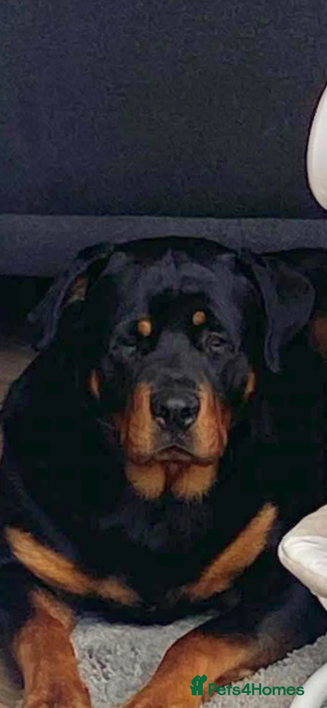 Rottweiler dogs for stud: Rottweiler available for stud in Mansfield - Advert 3