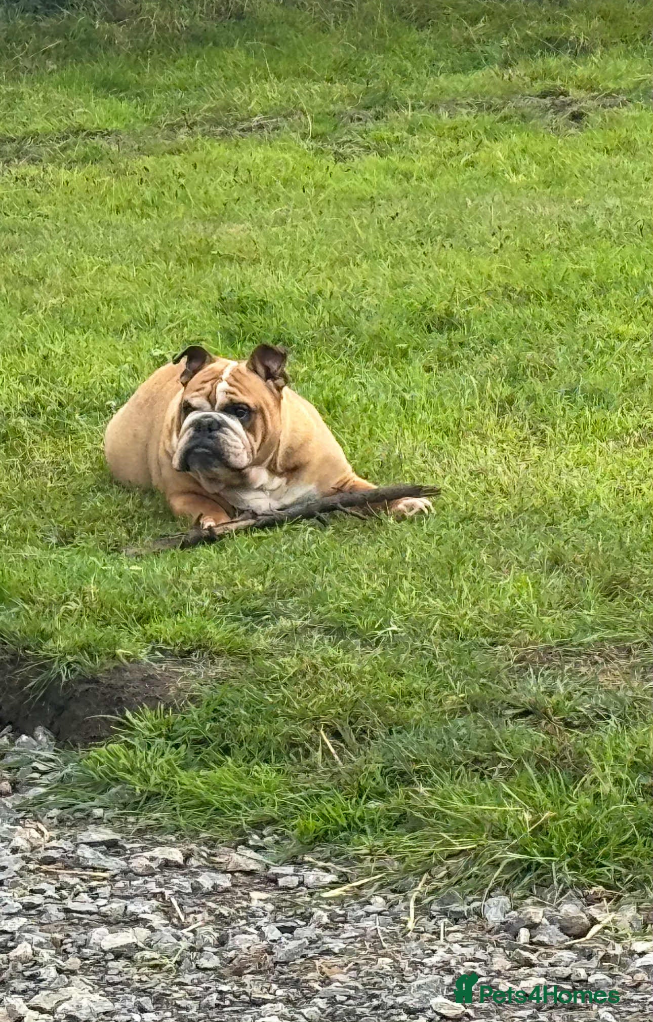 English Bulldog dogs Female English Bull Dog 7 years old  - Advert 16