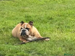 English Bulldog dogs Female English Bull Dog 7 years old - Advert 16