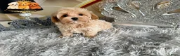 Maltipoo dogs for sale: Tiny teddy Maltipoo- from Asian teddy poodle dad - Advert 13