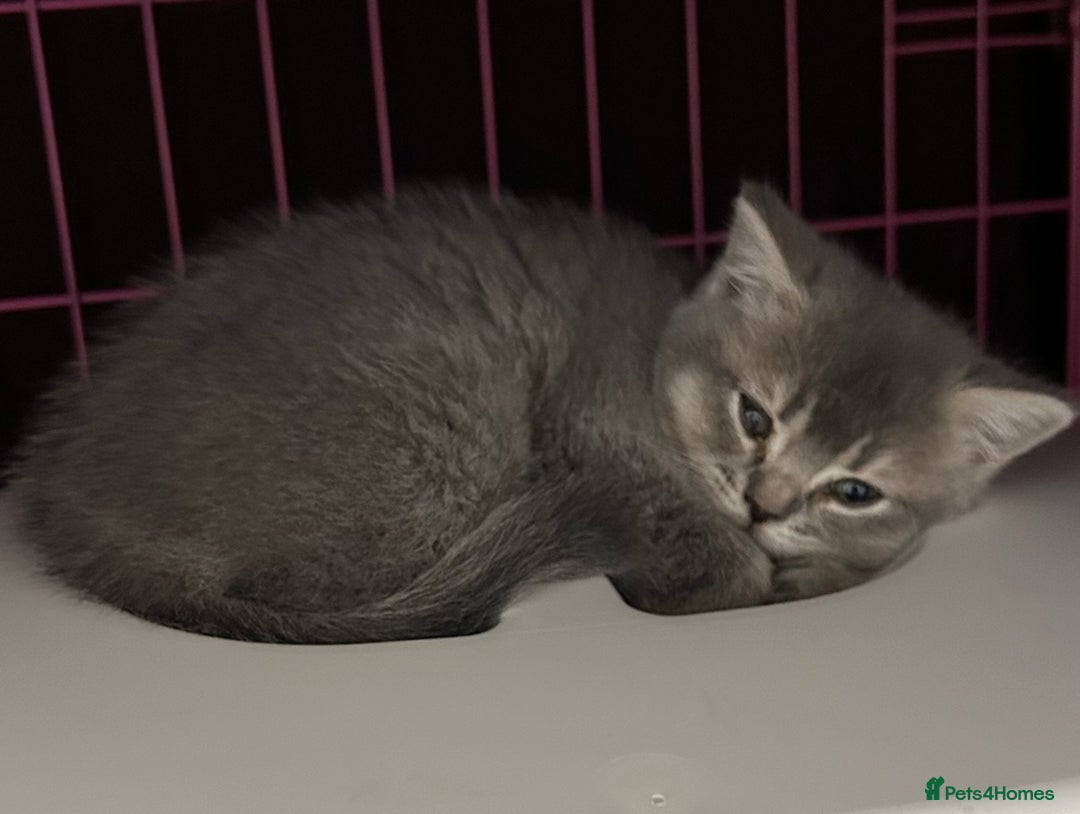 British Shorthair cats for sale: Beautiful British Shorthair kittens  - Advert 11