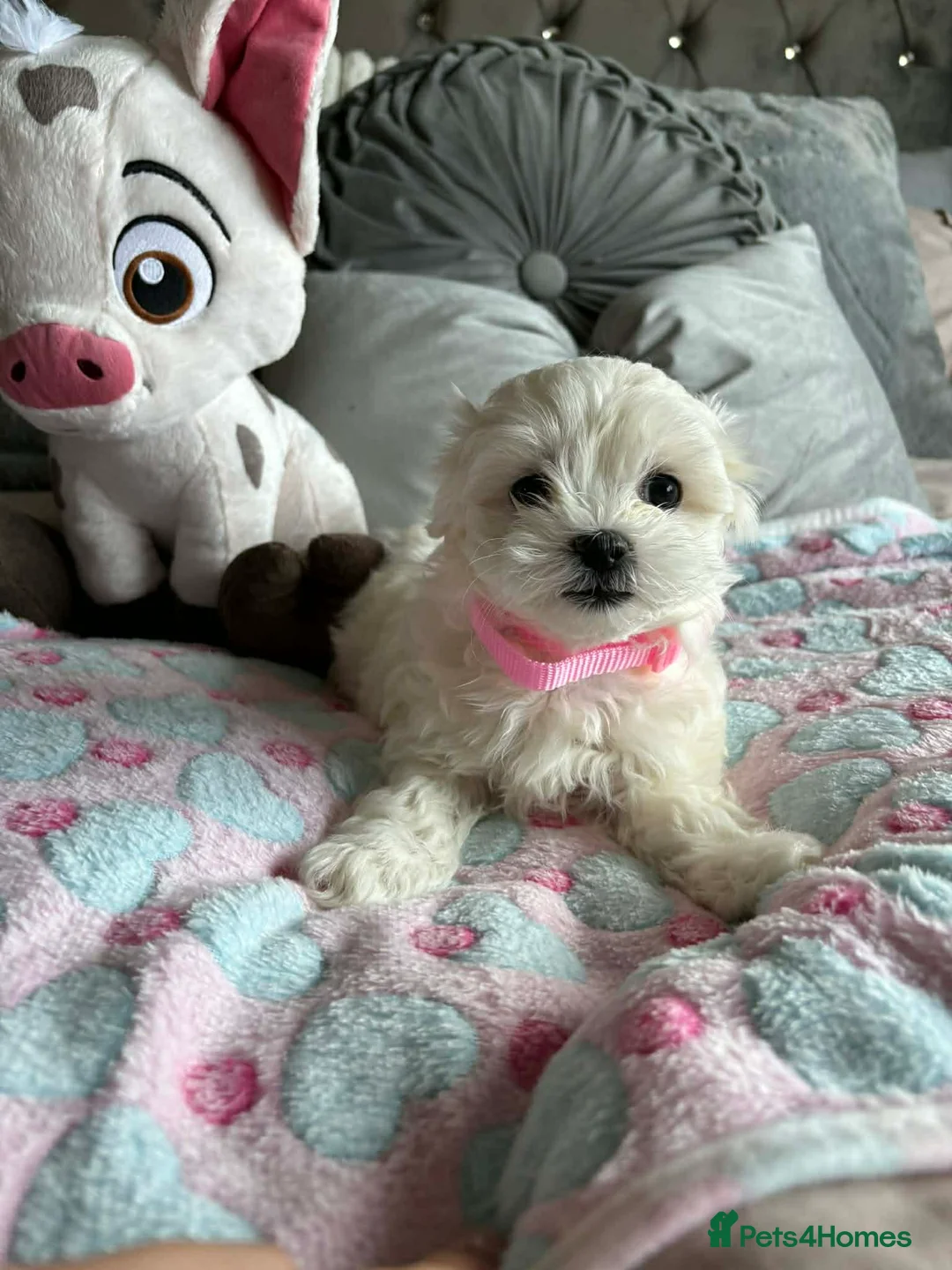 Maltese dogs for sale: Gorgeous tiny Korean Maltese puppies 🐶  - Advert 16