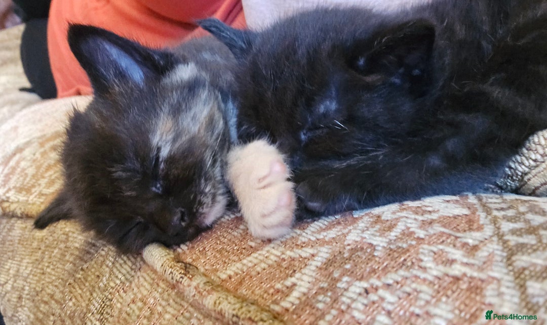 Mixed Breed cats for sale: Beautiful Kittens  - Image 12