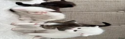 Mixed Breed cats for sale: Gorgeous kittens for sale  in Arundel - Advert 25