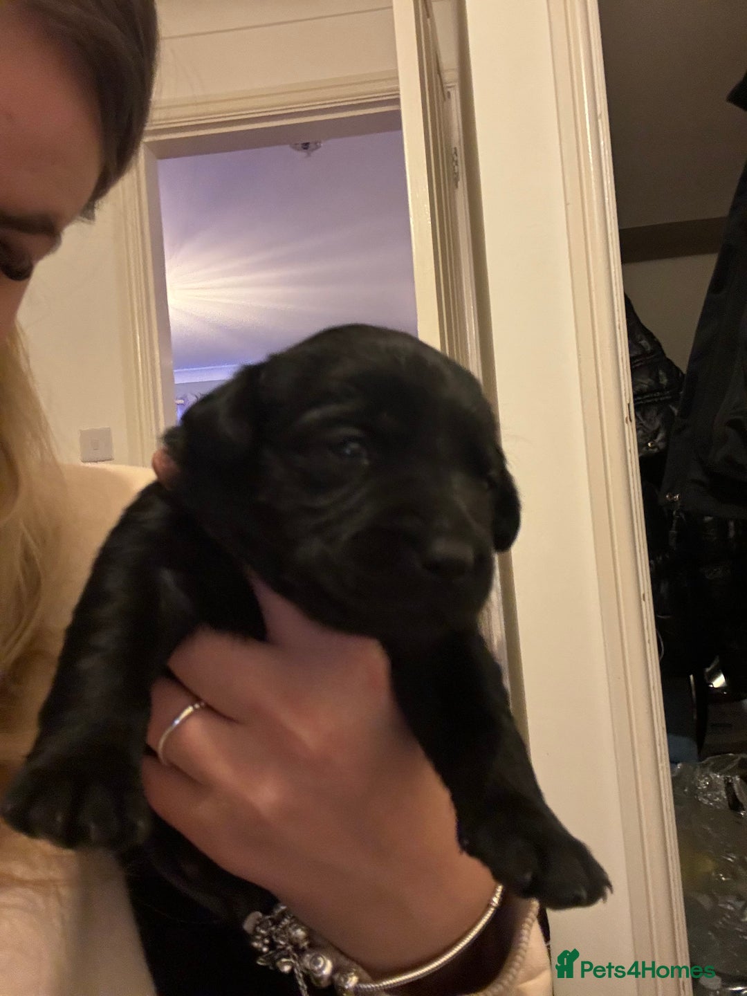 Labrador Retriever dogs for sale: Adorable Family-Raised Puppies 🐶✨ - Advert 6