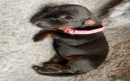 Dobermann dogs for sale: KC REGISTERED DOBERMAN PUPS - Image 33