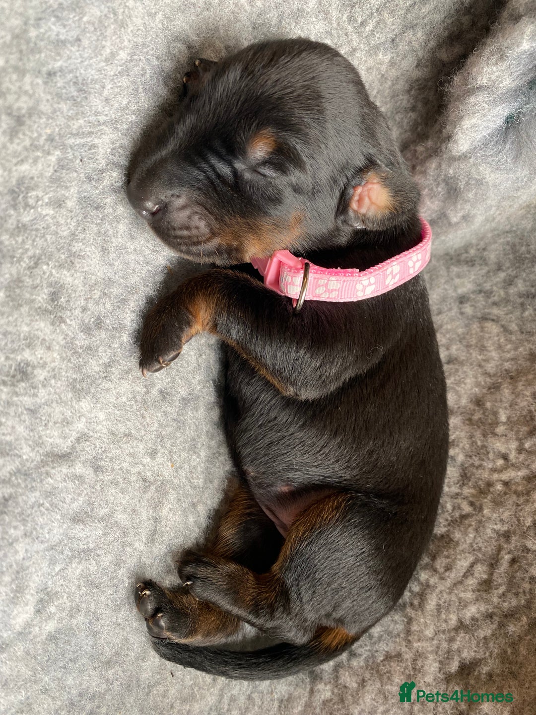 Dobermann dogs for sale: KC REGISTERED DOBERMAN PUPS - Image 33