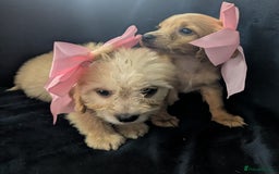 Cockapoo dogs for sale: Cockapoo puppies  - Image 12