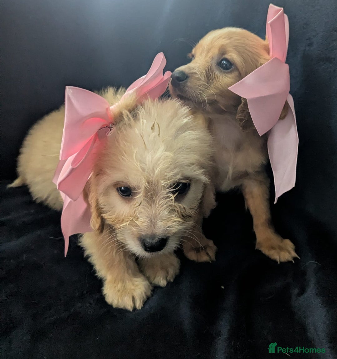 Cockapoo dogs for sale: Cockapoo puppies  - Image 12