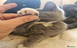 Mixed Breed cats for sale: Beautiful British Shorthair Cross  - Image 13