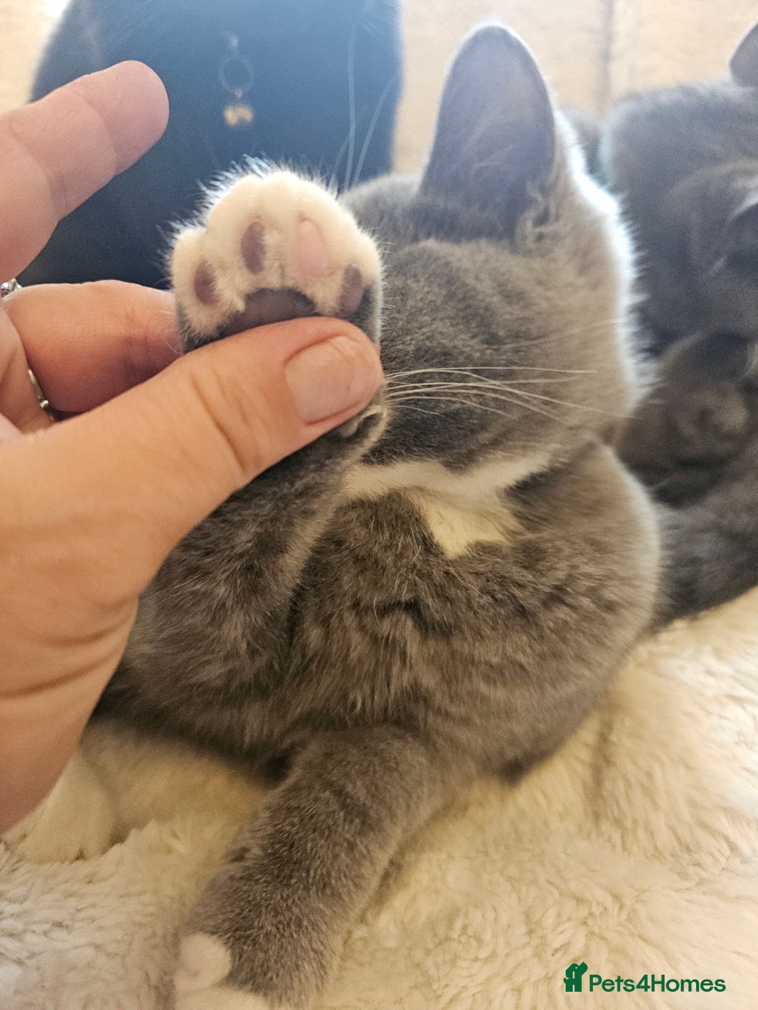 Mixed Breed cats for sale: Beautiful British Shorthair Cross  - Image 13