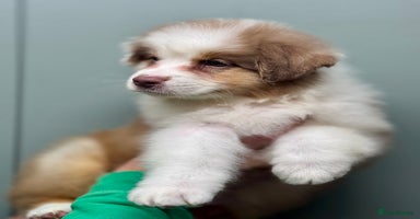 Australian Shepherd dogs - Advert 5