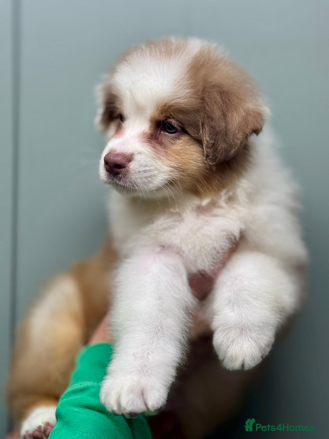 Australian Shepherd dogs for sale: Superbly Bred, Top Quality Pups - Image 2
