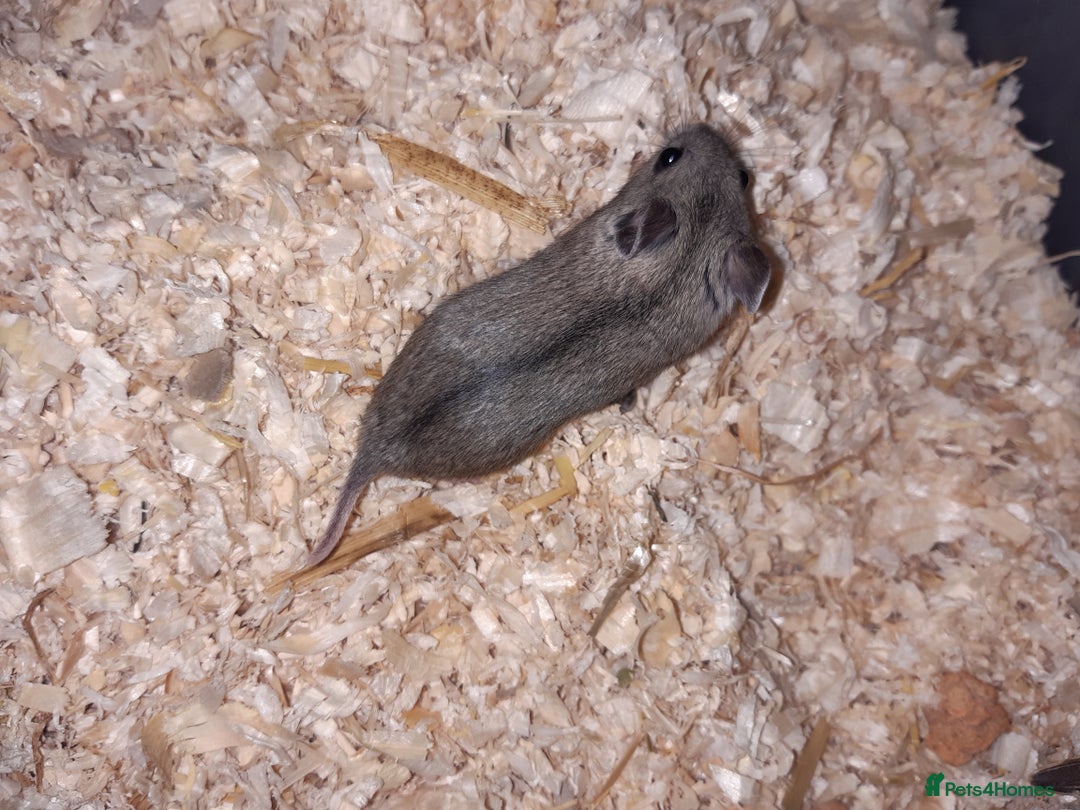 Hamster rodents for sale: Baby Chinese hamsters ready now  - Image 11