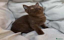 British Shorthair cats for sale: Ready British Shorthair Chunky Kittens - Image 20