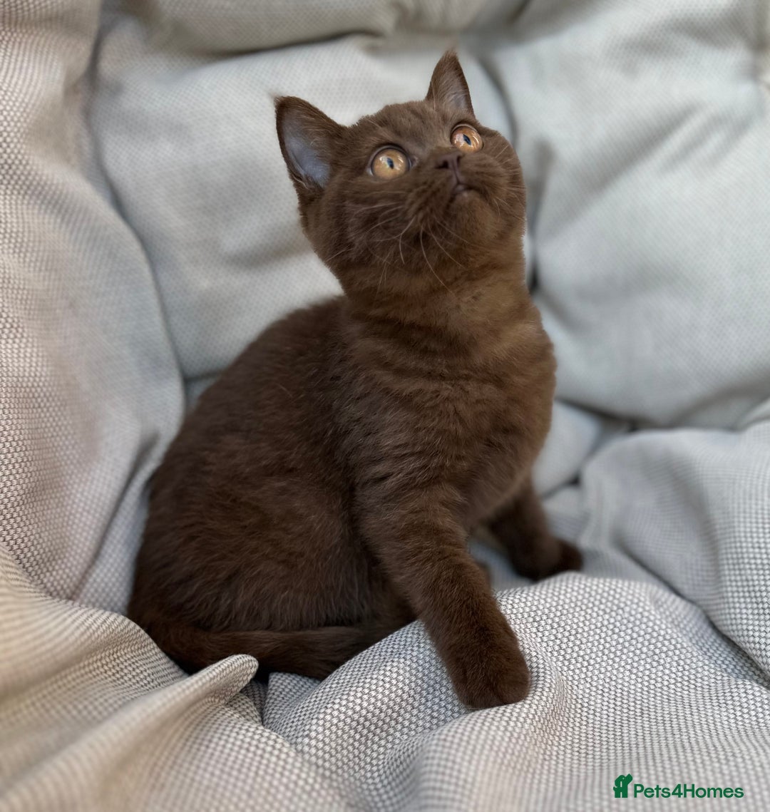 British Shorthair cats for sale: Ready British Shorthair Chunky Kittens - Image 20
