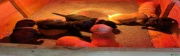 Labrador Retriever dogs for sale: 🐾KC Lab pups  - Advert 3