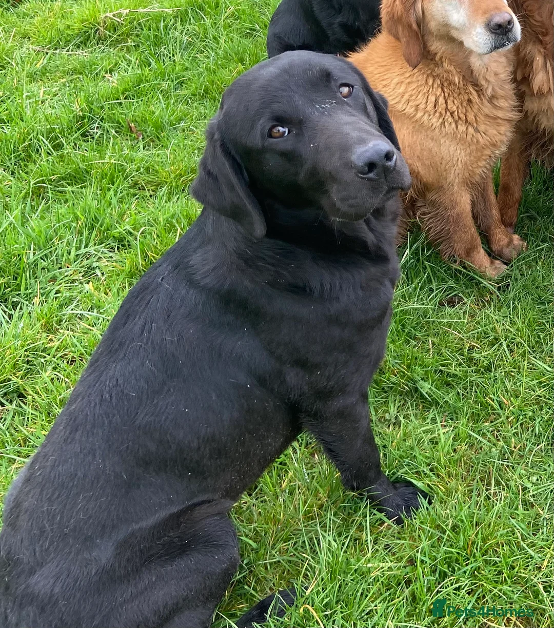 Labrador Retriever dogs for stud: Black Labrador Retriever Stud dog in Church Stretton - Advert 3