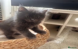 Ragdoll cats for sale: Beautiful Ragdoll kittens  - Image 7
