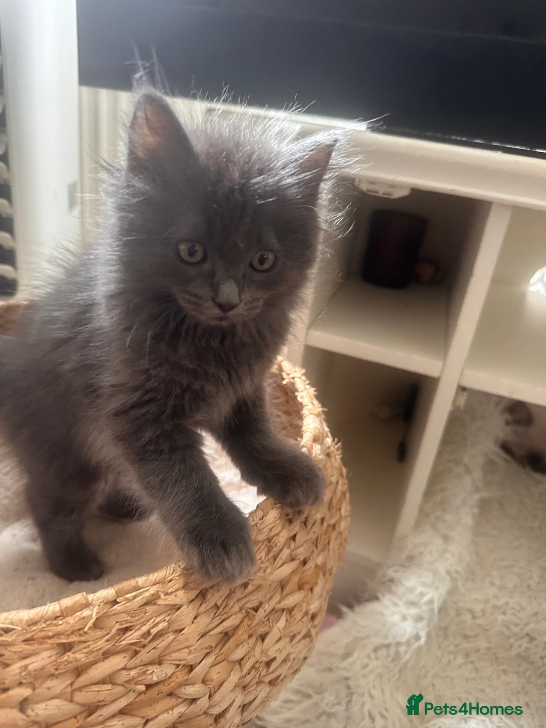 Ragdoll cats for sale: Beautiful Ragdoll kittens  - Image 7